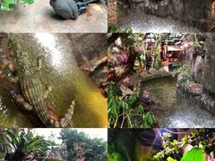 -正佳雨林生态植物园