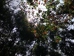 -广州市流溪河国家森林公园