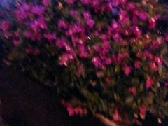 -三亚夏威夷大酒店