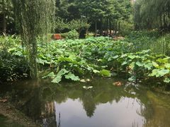 -陈家山荷花公园