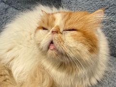 -有猫主题·治愈系猫咖(曾厝垵店)