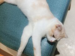 -藏猫猫咖啡主题馆(中央大道店)