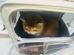 -纳吉亚猫专科动物诊疗中心(蒋宅口分院)