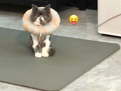 -袖虎·猫馆(体育西路店)