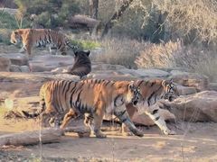 -北京野生动物园