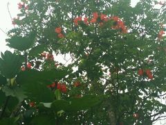 -三亚珠江南田温泉度假区