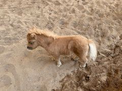 -深圳野生动物园
