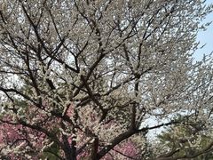 -石家庄市植物园