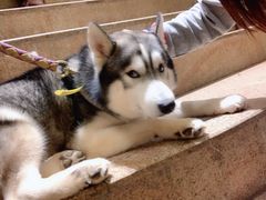 -more than meow吴止猫主题餐厅(承德 中船汇店)