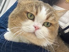 -青奢宠物·青奢猫舍