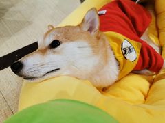-逗柴咖啡屋·狗咖猫咖宠物桌游