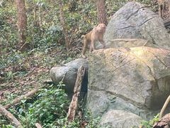 -普洱太阳河森林公园