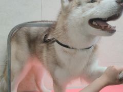 -翊宠yipet猫狗购宠庄园犬舍•猫舍