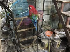 6000一只-中环花鸟鱼虫市场