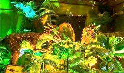 -恐龙探索乐园(磁器口店)