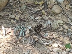 -广州白江湖森林公园