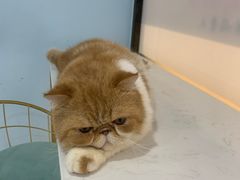 -糯米喵星人·撸猫猫舍咖啡馆(西市场嘉华店)