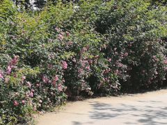 -重庆雨台山风景区