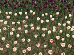 -长春公园(普阳街道)