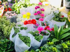 -循礼门鲜花花市(武汉循礼门店)