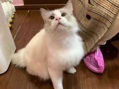 -李小姐の猫咖啡馆(五角场店)