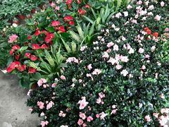 -金科花卉市场