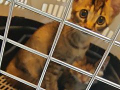 -宠颐生猫科·内科皮肤科(西平世纪城店)