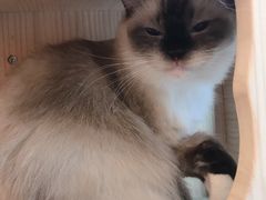 -momokira米努特·德文卷毛猫·棉花面纱犬