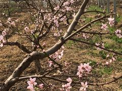 -南汇桃花村