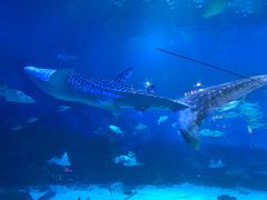 -烟台海昌鲸鲨海洋公园