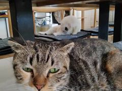 -平行世界·猫咖(首经贸店)