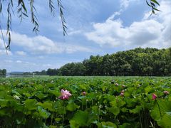 -东湖听涛景区