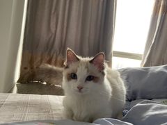 -飞行喵MR PILOT|猫舍·猫咖(静安大融城店)