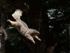 -陕西自然博物馆