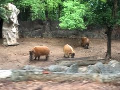 -清迈夜间动物园