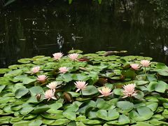 -秋霞圃