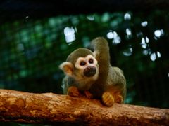 -清迈夜间动物园