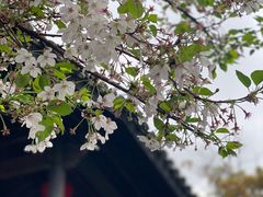 -鸣鹤古镇