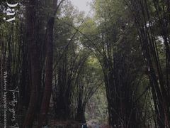 -南山植物园