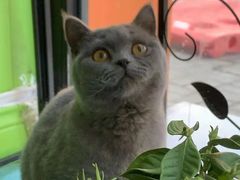-瑞鹏宠物医院·骨科·猫科·内科(第一中心)