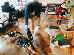 -共舞时光猫咖·狗咖(新街口店)
