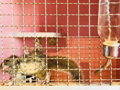 -藦茜花园宠物主题亲子互动体验馆(国顺东路店)