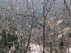 -黄龙山原始森林景区