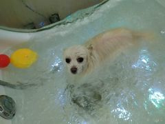 -佳雯宠物医院(四明中路分院)