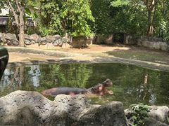 -清迈夜间动物园