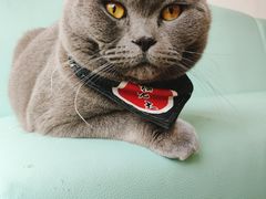 -猫在这儿猫咪咖啡馆·撸猫馆