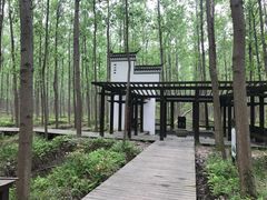 -合肥滨湖国家森林公园