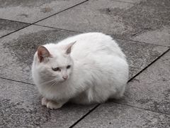 -鹅岭公园瞰胜楼