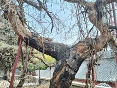 -泰山风景名胜区-普照寺