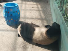 -石家庄市动物园